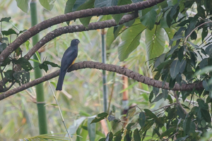 Amazonian Violaceous Trogon, Asa Wright Nature Center, Trinidad